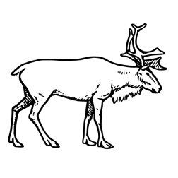 Deer 40