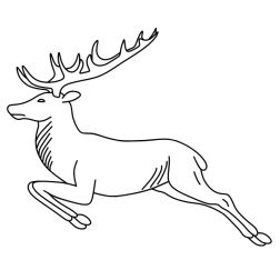 Deer 41