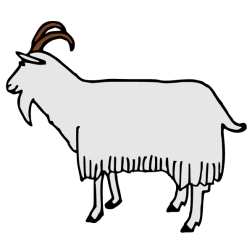 Domestic goat 3
