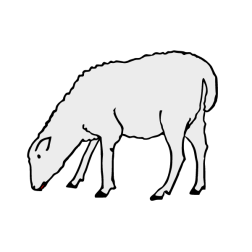 Domestic sheep 2