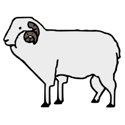 Domestic sheep 3