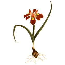 DwarfMoraea