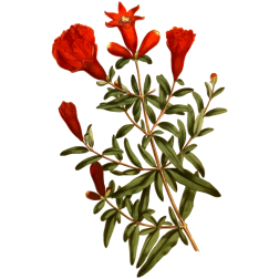 DwarfPomegranateTree