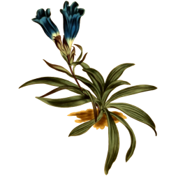 DwarfPorcelainFloweredGentian