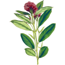 DwarfRedCombretum