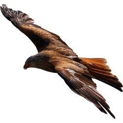 Eagle7