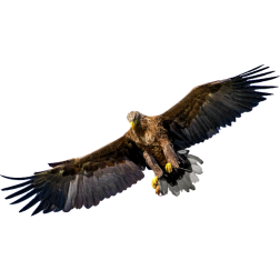 Eagle8