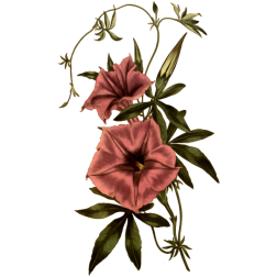 EgyptianBindweed