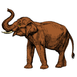 Elephant XVIII