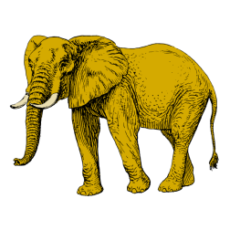 Elephant XV