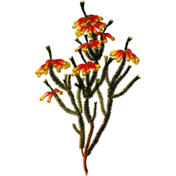 EricaMassoni
