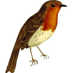 EuropeanRobinIsolated