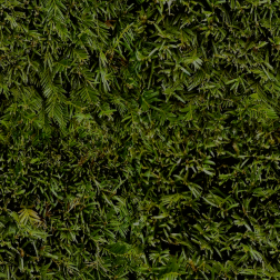 EvergreenLeaves