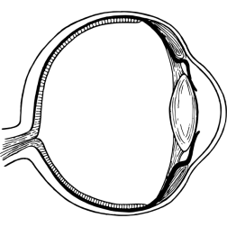 Eye3