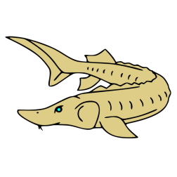 Fish 21