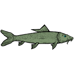 Fish 34