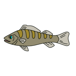 Fish 37