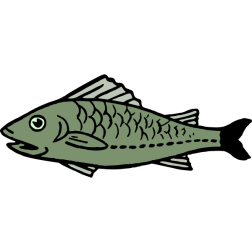 Fish 40