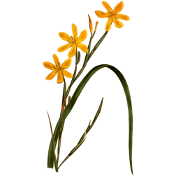 FlexuoseMoraea