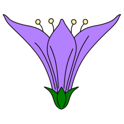 Flower 128
