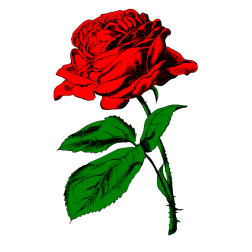 Flower 129