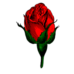 Flower 147