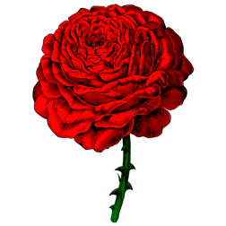 Flower 148