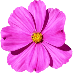 Flower83