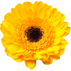 Flower92
