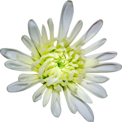 Flower94