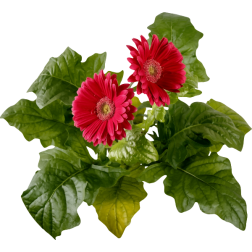 Red flowers-1628203260