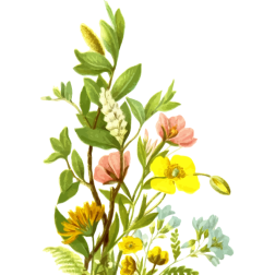 Flowers14
