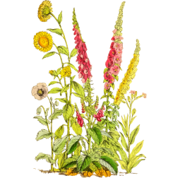 Flowers15