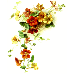 Flowers17