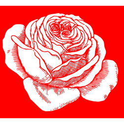 Flowers 26