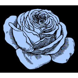 Flowers 27