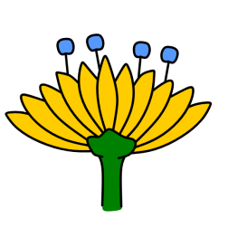 Flowers 41