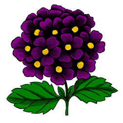 Flowers 6