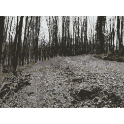 Forest photos from Lichtscheid Wuppertal 1