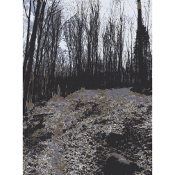Forest photos from Lichtscheid Wuppertal 3