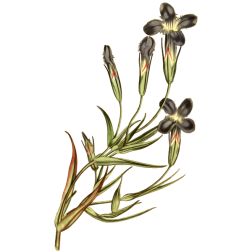 FringedFloweredGentian