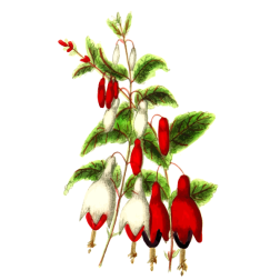 Fuchsia
