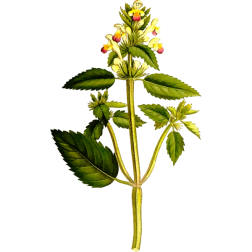 GaleopsisSpeciosa