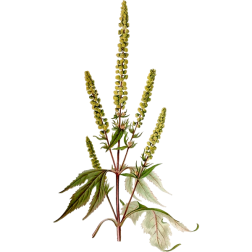 GiantRagweed