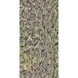 GnarlyBark