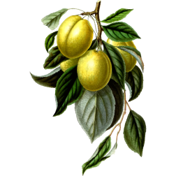 GoldenEsperenPlum