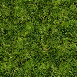 Grass3