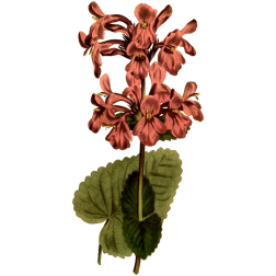 GreatFloweredBetany