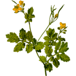 Yellow flowers-1628634703