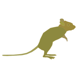 Green Mouse